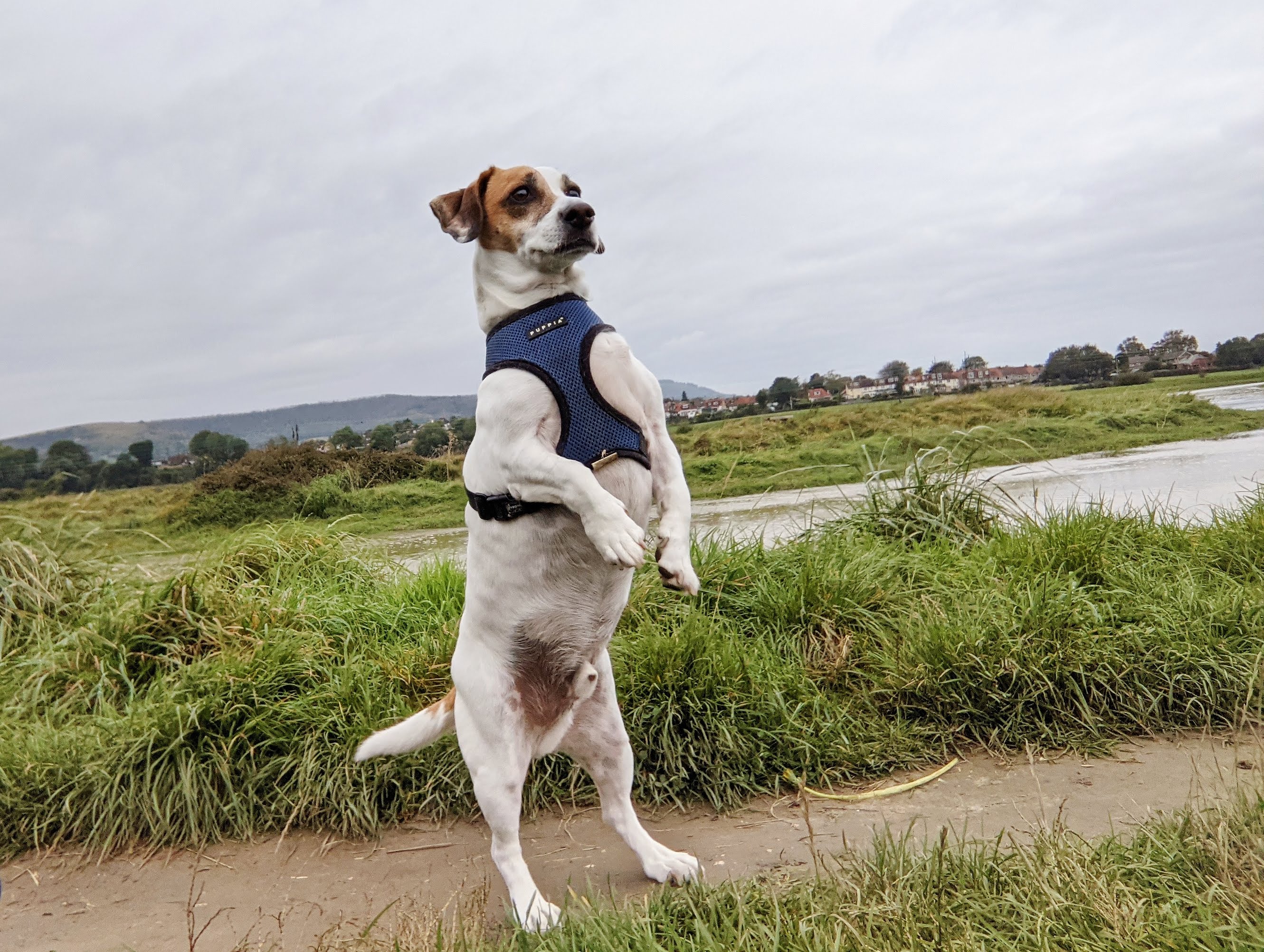Albie, the Jack Russell cross Dachshund, standing on his hind legs with a river behind him.